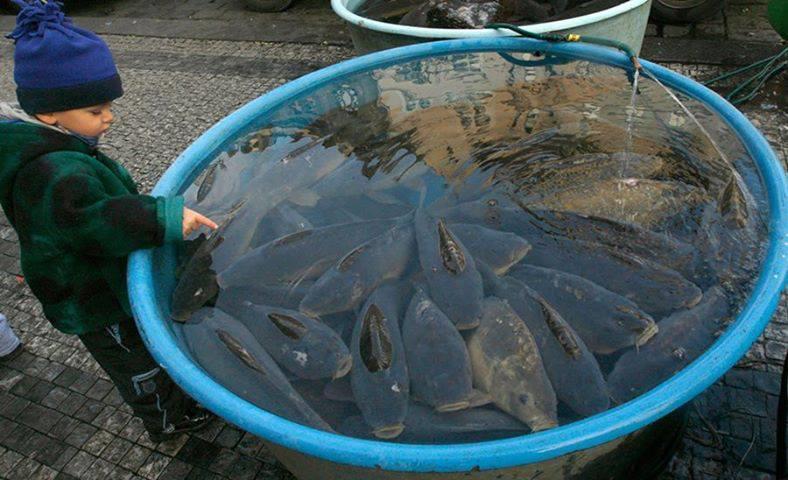 carp - 9415503969557937526371056492150n.jpg